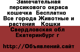 Замечательная персикового окраса кошечка. Бесплатно - Все города Животные и растения » Кошки   . Свердловская обл.,Екатеринбург г.
